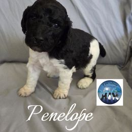 Penelope - Parti female Poodle puppy in Petersburg, Virginia from Epic Quest Standard Poodles