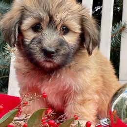 Dachshunds, Dalmatians, Havanese, Maltese, Pomeranians, and Poodles from Destination Dalmatian