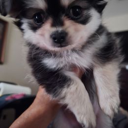 Dabo - Black sabled fawn male Chihuahua puppy in Citrus Heights, California from Golden State Chihuahuas