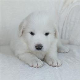 Yellow - White female Great Pyrenees puppy in Yakima, Washington from Naches Heights Ranch