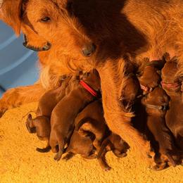Purple collar - Red female Irish Terrier puppy in Moyie Springs, Idaho from Avonlea Terriers