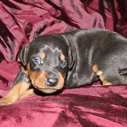Doberman Pinscher Puppies from Cascade Ranch