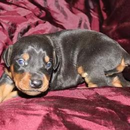 Doberman Pinscher Puppies from Cascade Ranch