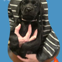 Carol - Liliac Collar - Black female Labrador Retriever puppy in Sumerduck, Virginia from Cedar Mountain Retrievers
