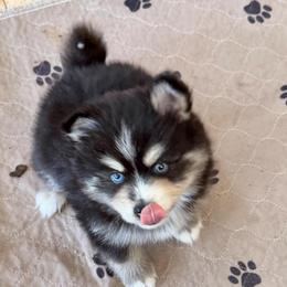 Taffy - Tri-color male Pomsky puppy in Cave Creek, Arizona from Arizona Luxury Pomskies