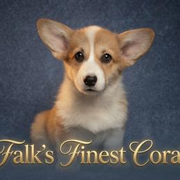 Falk's Finest Coral - Sable female Pembroke Welsh Corgi puppy in Marinette, Wisconsin from Falk's Finest Corgis