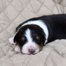 Australian Shepherd Puppies from NorthRidge Australian Shepherds