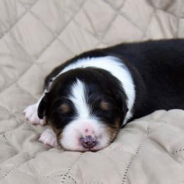 Australian Shepherd Puppies from NorthRidge Australian Shepherds
