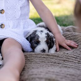 Bernedoodle Puppies from Sleepy Hollow Acres