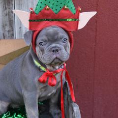 French Bulldog Puppies from Antietam Creek French Bulldogs