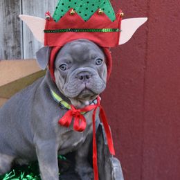 French Bulldog Puppies from Antietam Creek French Bulldogs