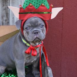 French Bulldog Puppies from Antietam Creek French Bulldogs