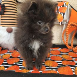 Boy 3 - Brindle male Pomeranian puppy in Victorville, California from Star Kid Poms