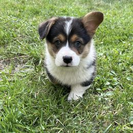 Pembroke Welsh Corgi Puppies from Sunnydale Corgis