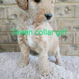 Goldendoodle Puppies from Ninnie's Doodles