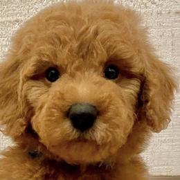 Bernedoodles, Goldendoodles, and Havapoos from Kruger Doodles