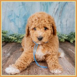 Brett - Red  male Goldendoodle puppy in Connersville, Indiana from Deaz Doodle Ranch