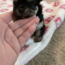 Chihuahua Puppies from Pretty Little Chis