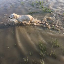 Golden Retriever Puppies from Golden Retriever Street
