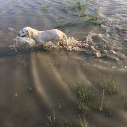 Golden Retriever Puppies from Golden Retriever Street