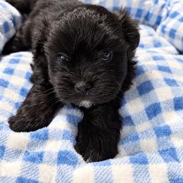 Onyx - Black and white male Shihpoo puppy in Sumter, South Carolina from DWS KENNEL SERVICES