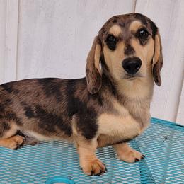Beau - Dapple male Dachshund puppy in Lexington, Oklahoma from Long Doggy Acres Miniature Dachshunds