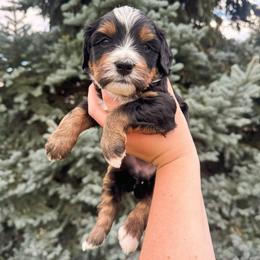 Patsy - Tri-color female Bernedoodle puppy in Idaho Falls, Idaho from Idahome Doodle