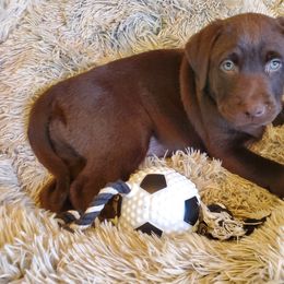Labrador Retriever Puppies from Kilgore’s Labrador Retrievers