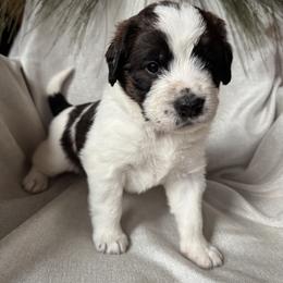Sabre - Mahogany and white female Saint Berdoodle puppy in Traverse City, Michigan from Bare Paws Saint Berdoodles