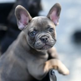 French Bulldogs from I Love the French Bulldog