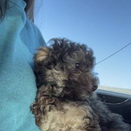 Aussiedoodle Puppies from Bay Area Aussiedoodles