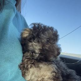 Aussiedoodle Puppies from Bay Area Aussiedoodles
