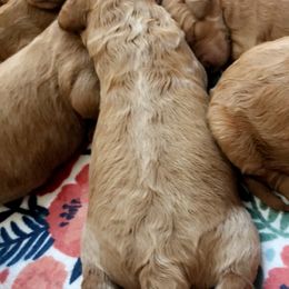 Goldendoodle Puppies from Penny Doodles