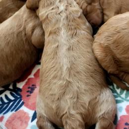 Goldendoodle Puppies from Penny Doodles