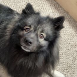 Loki  - Keeshond