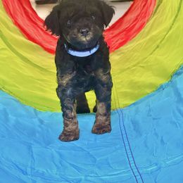 Poodle Puppies from The Victorious Poodle’s