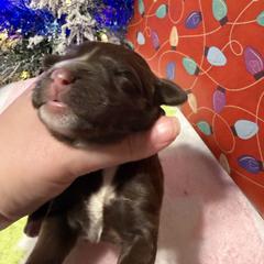 Truffle - Brown female Double Doodle puppy in Chesapeake, Virginia from Doodle-Cove