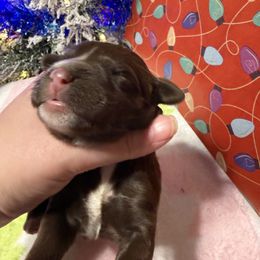 Truffle - Brown female Double Doodle puppy in Chesapeake, Virginia from Doodle-Cove