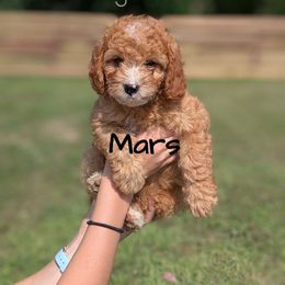 Mars - Red female Cavapoo puppy in Amboy, Indiana from Wag'in Tails
