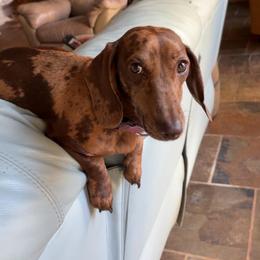Mable - Dachshund
