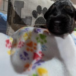 German Shepherd Puppies from McLaughlin German Shepherds