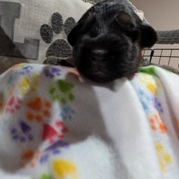 German Shepherd Puppies from McLaughlin German Shepherds