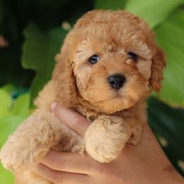 Napoli - Apricot Cavapoo puppy in Miami, Florida from Bailey & Bella Cavapoos