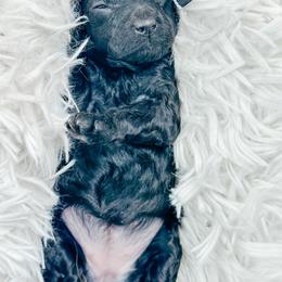 Opal - Black female Poodle puppy in from Pink Poodles and Doodles