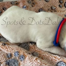 Red-Blue - White and black male Dalmatian puppy in Jacksonville, North Carolina from Spots and Dots Dalmatians