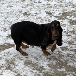 Gloria - Basset Hound