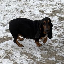 Gloria - Basset Hound