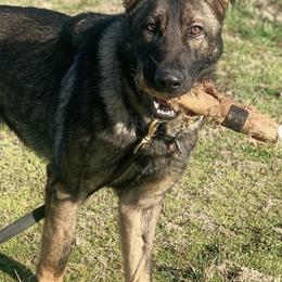 German Shepherds from Lynn Geier