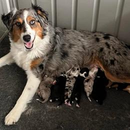 Superman - Black tri-color male Australian Shepherd puppy in Hemet, California from Perfect Companion Aussie's