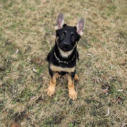 Girl 6 - Black and tan female German Shepherd puppy in Baldwinville, Massachusetts from Littlewood Shepherds